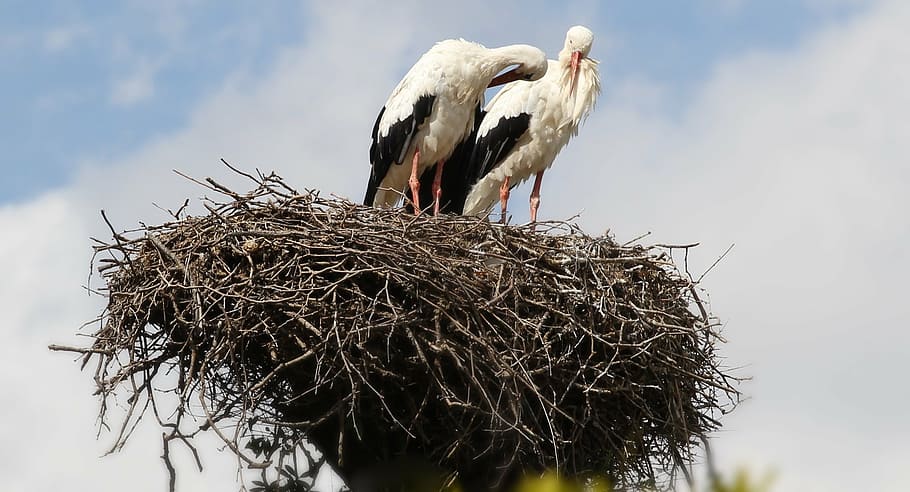 storks, sky, couple, nest, bird, animal themes, animal nest HD wallpaper