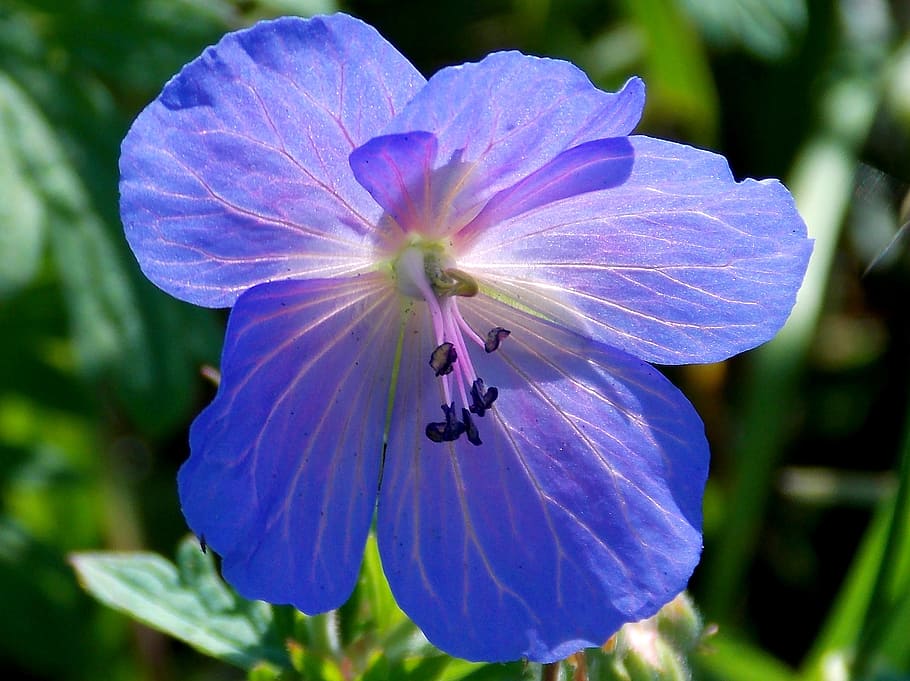flower, blossom, bloom, blue geranium, pointed flower, cranesbill HD wallpaper