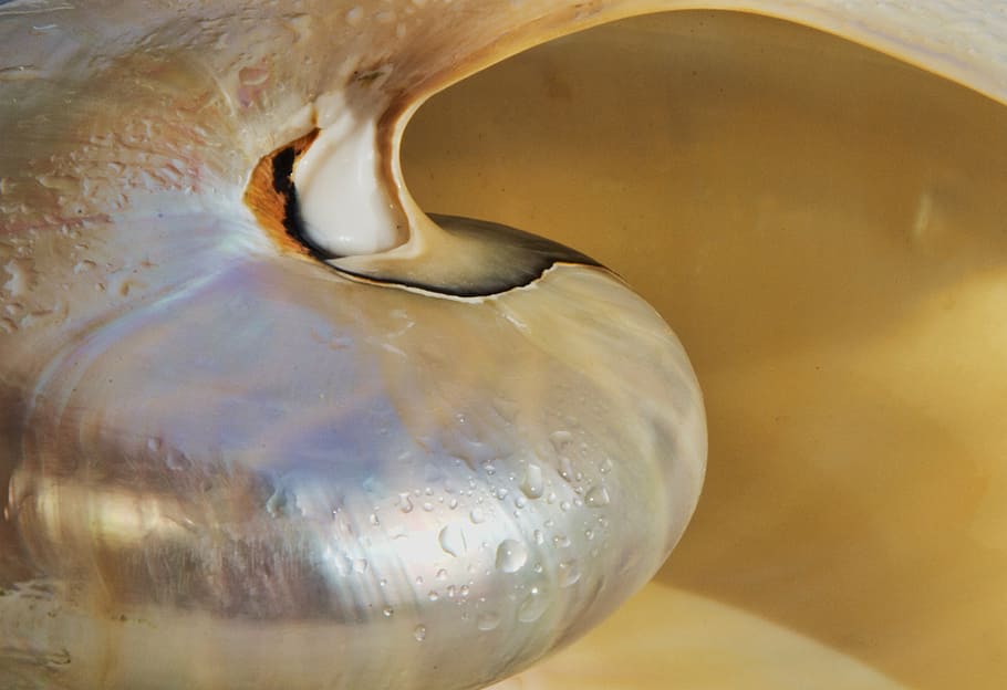 shell, nautilus, silver, gloss, sea, shimmer, shine, jewellery HD wallpaper