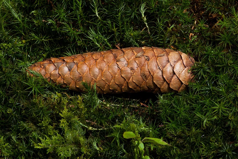 Moss, Pine Cones, Green, Forest, Nature, grass, green color HD wallpaper