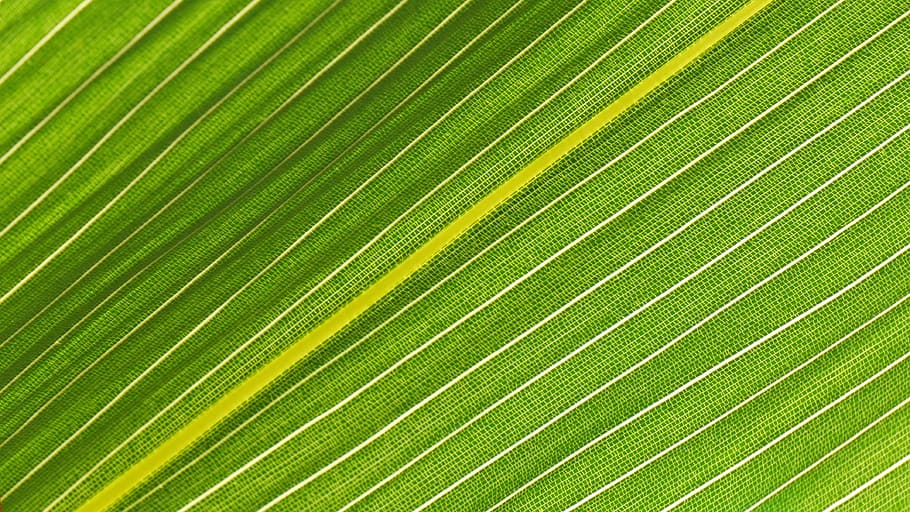 leaf, plant, nature, pattern, structure, green, texture, background HD wallpaper