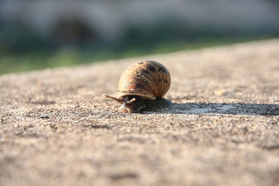snail, molluscum, shell, animal wildlife, invertebrate, animal themes HD wallpaper