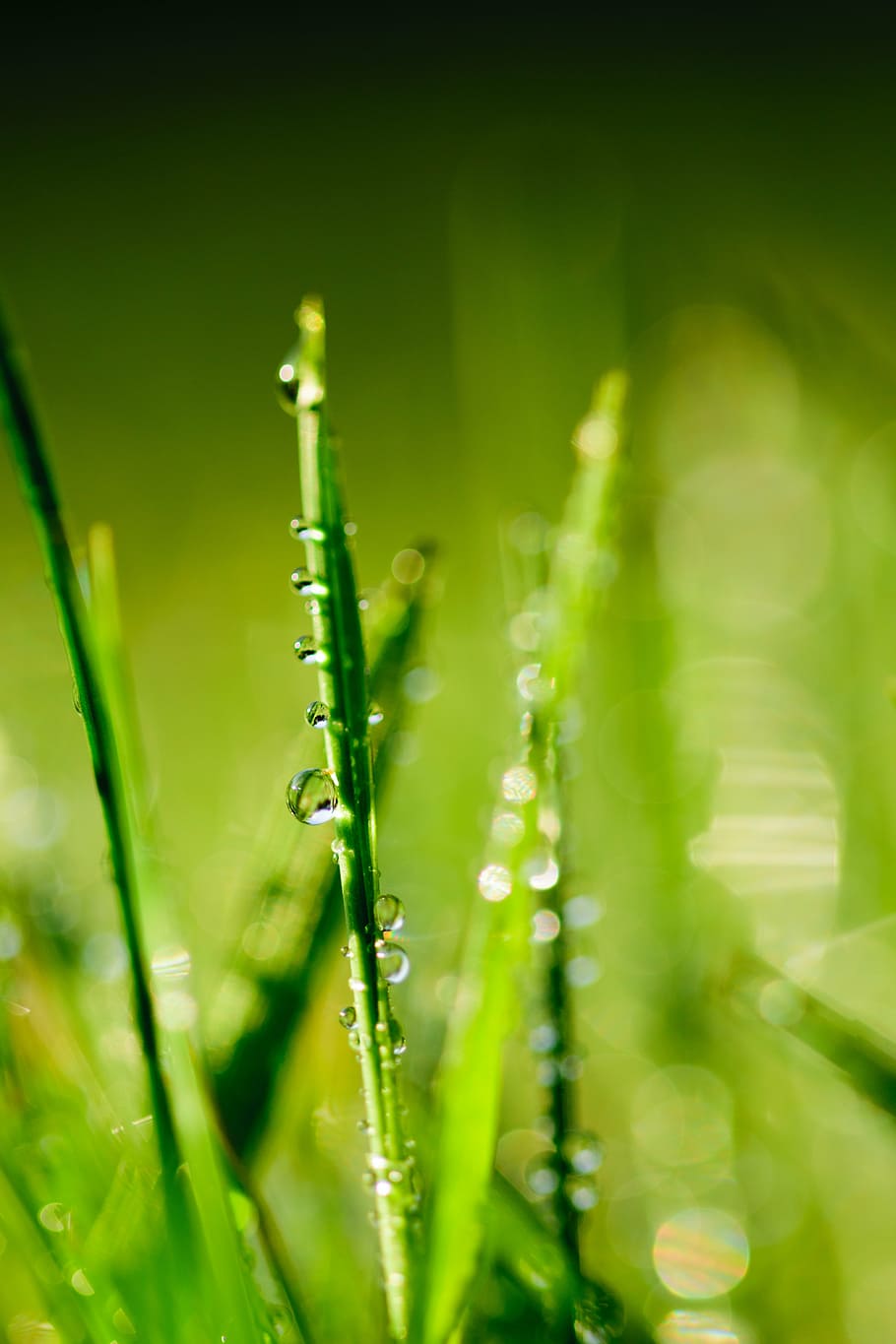 water, green, leaf, dew, drop, grass, nature, drops, plant HD wallpaper