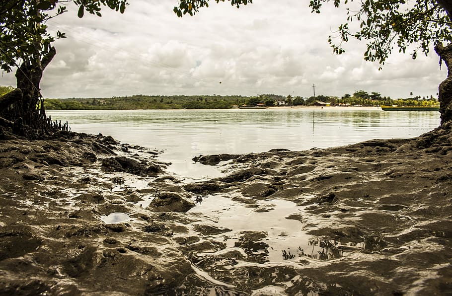 Mangue, Beach, Mud, reflection, water, nature, tree, no people HD wallpaper