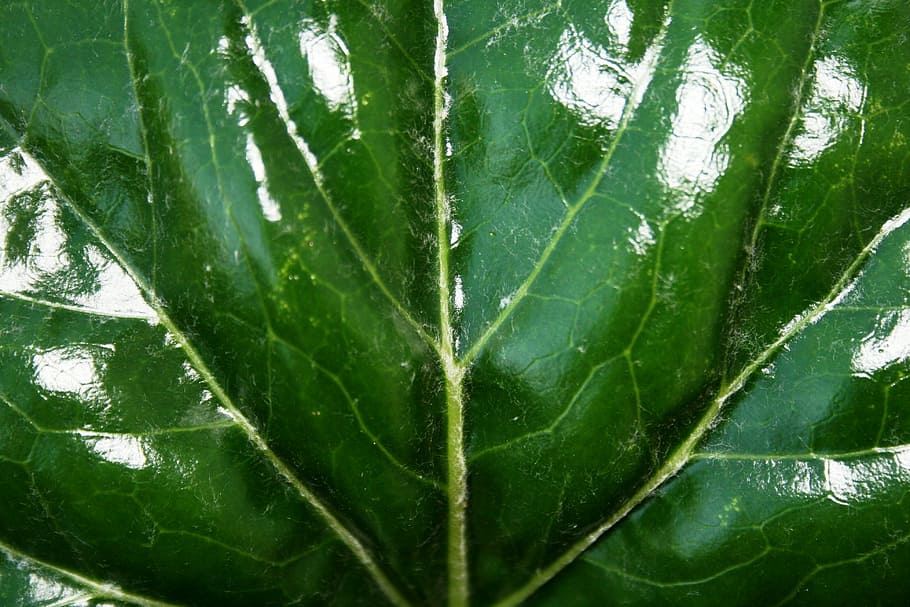 shiny, green, leaf, bright, light, clear, viens, clean, polished HD wallpaper
