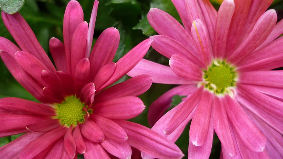 aster, flower, blossom, bloom, pink, autumn flower, garden plant HD wallpaper