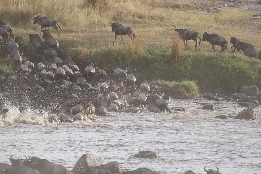 Wildebeest Migration, Great Migration, kenya, africa, serengeti HD wallpaper