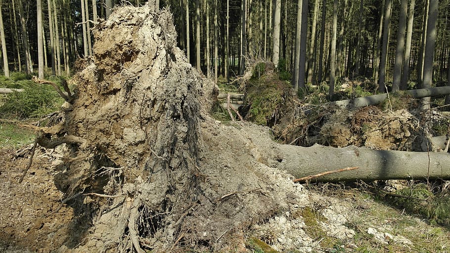 forest, environment, nature, storm damage, tree, old, log, wind