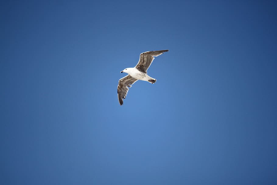 seagull, bird, flight, flying, spread wings, animals in the wild HD wallpaper