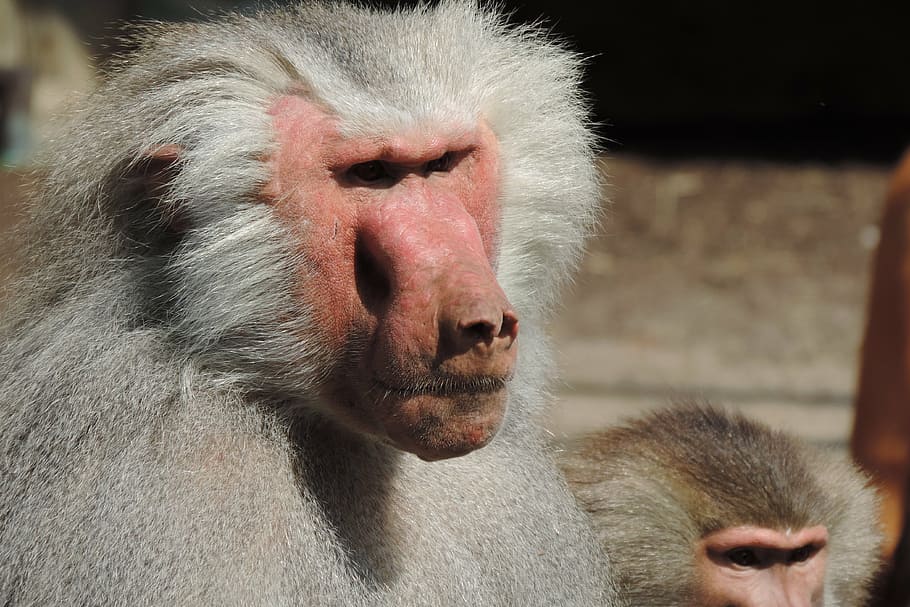 baboon, zoo augsburg, enclosure, primate, mammal, monkey, animal themes HD wallpaper