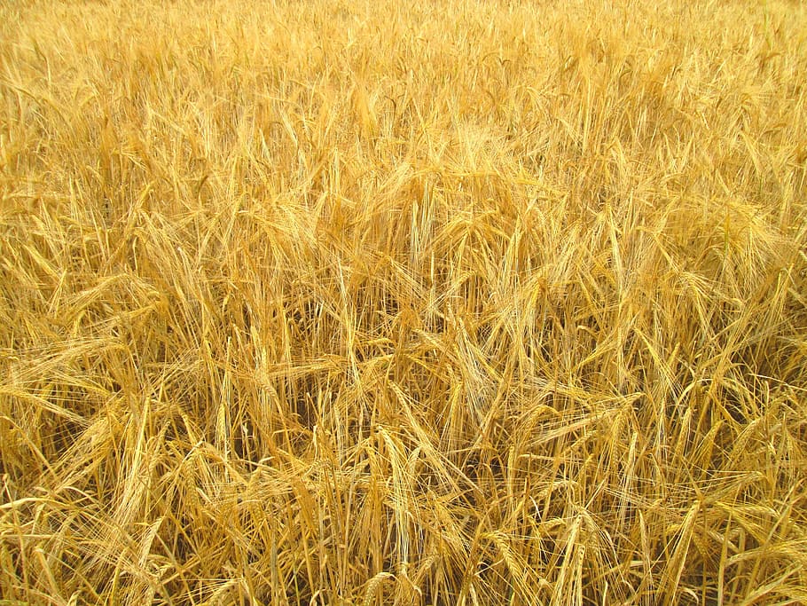 straw, hay, field, crop, harvest, nature, agriculture, food HD wallpaper