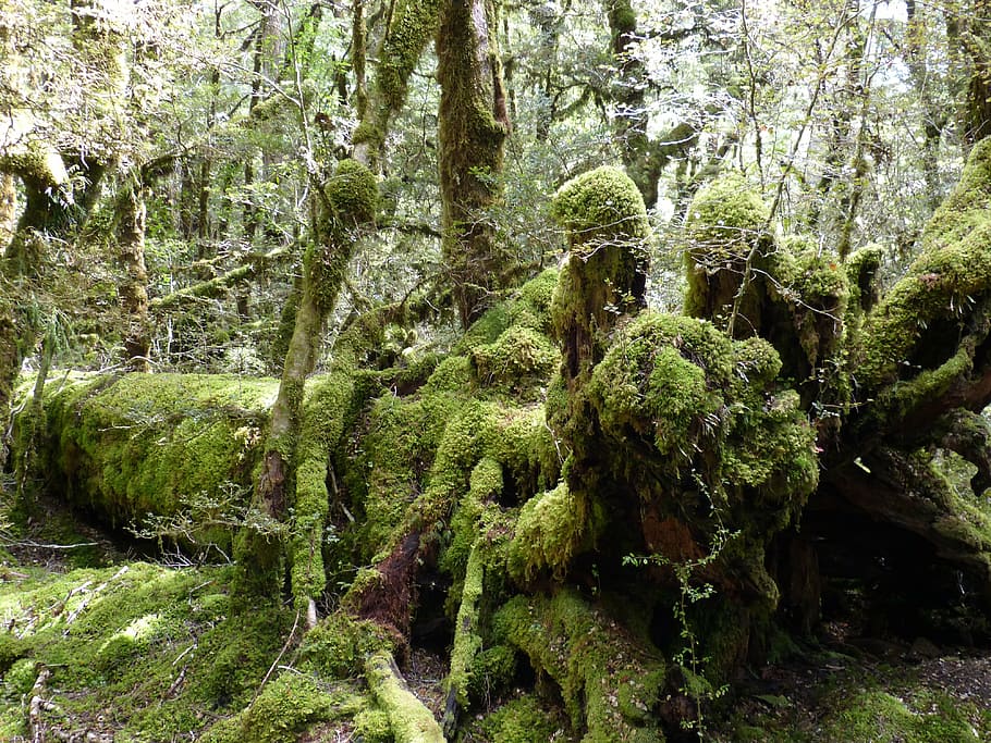 log filled with algae, rainforest, green, plant, leaf, nature HD wallpaper