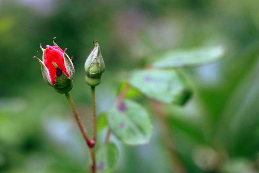 rose, bud, red, flower, garden, park, city, spring, plant, floral HD wallpaper