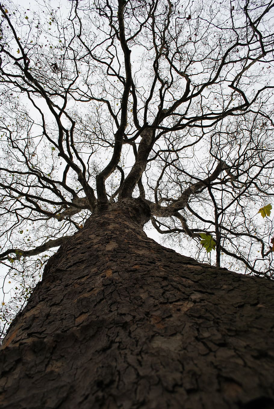 tree, crown, strain, treetops, landscape, height, up, high HD wallpaper