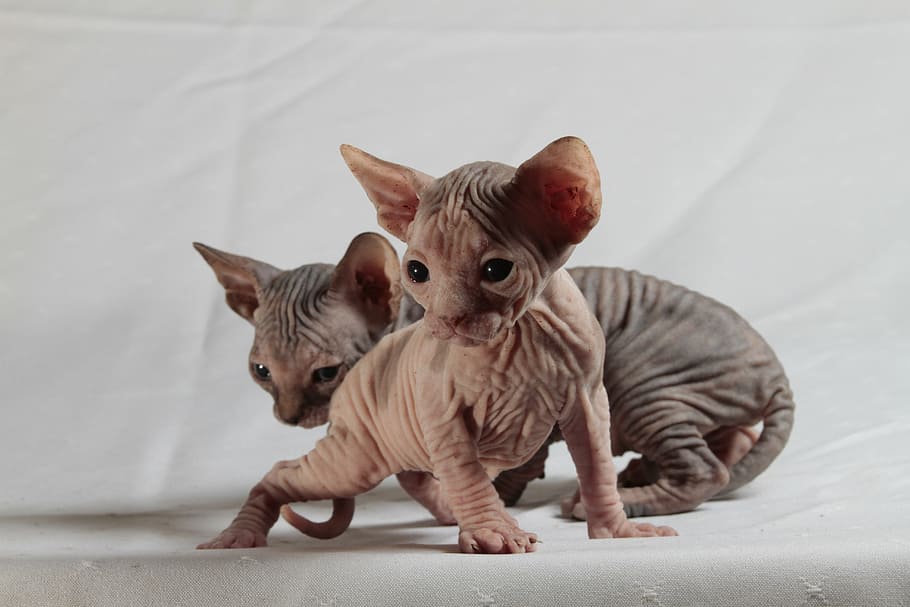 two tan Sphinx kittens, cats, pets, domestic Cat, animal, cute HD wallpaper