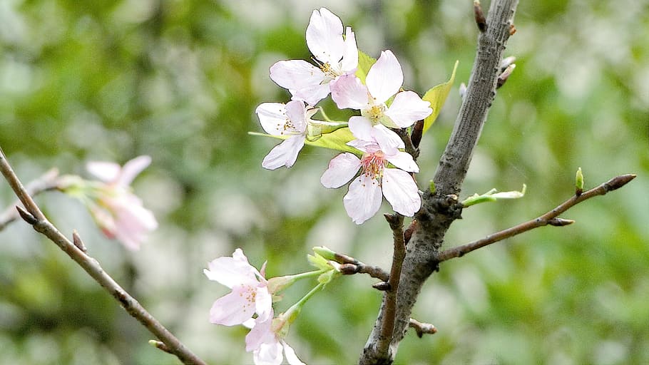 flowering, cherry blossoms, spring, hope, vitality, plant, flowering plant HD wallpaper