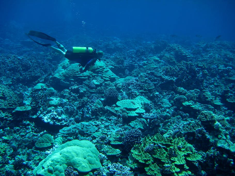 underwater photo of person near the reef, sea, ocean, diver, man, HD wallpaper