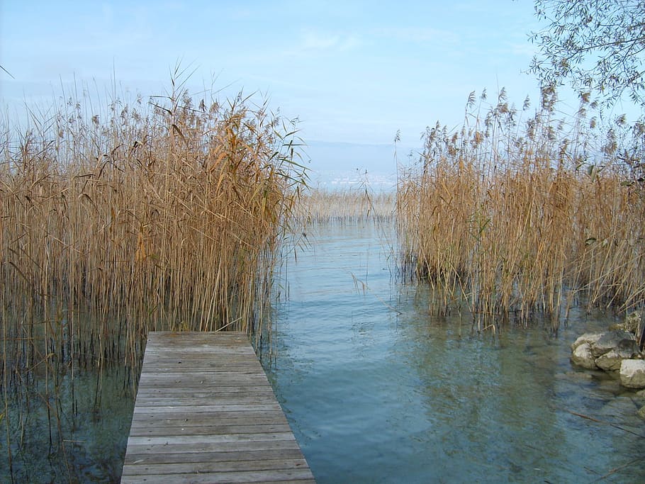 web, lakeside, winter mood, water, plant, sky, day, nature HD wallpaper