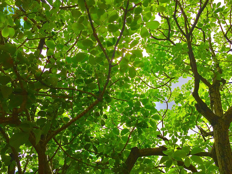 leaves, trees, nature, green, branch, plant, trunk, life, solar light HD wallpaper