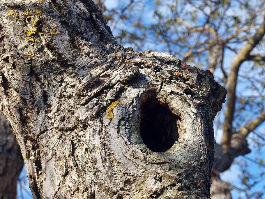 trunk, tree, nature, tree trunk, cracks, cut trunk, texture tree HD wallpaper