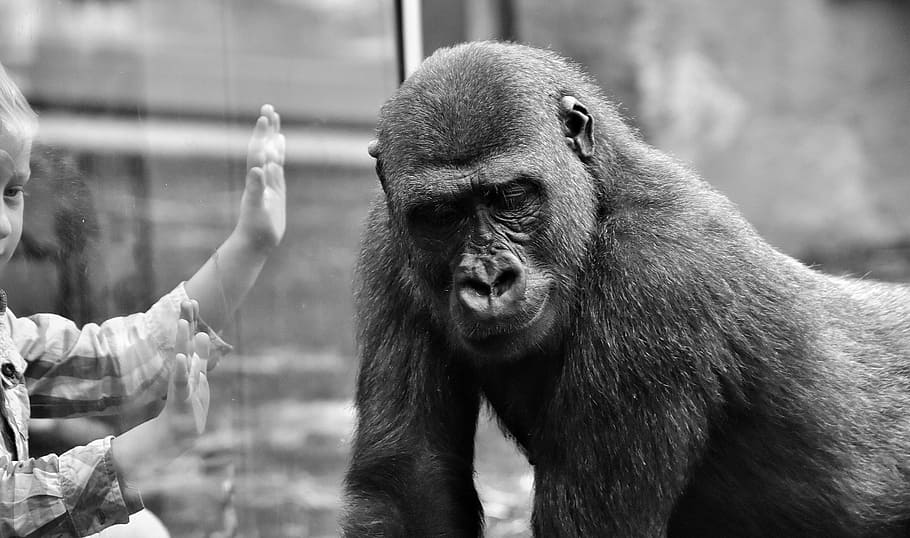 glass wall between primate and boy grayscale photography, gorilla HD wallpaper