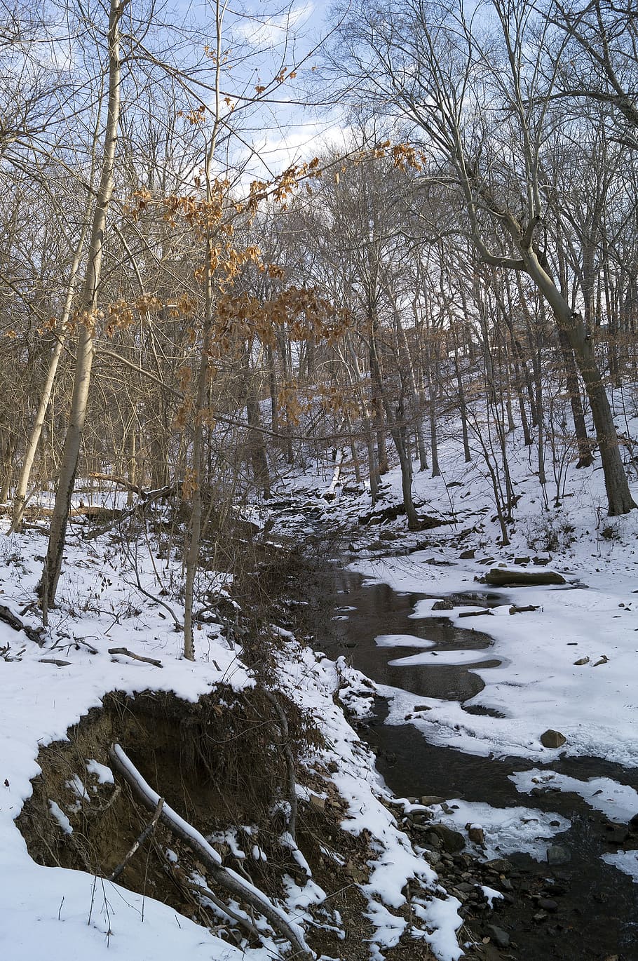 snow, park, trees, baltimore, waverly park, creek, ice, cold temperature HD wallpaper