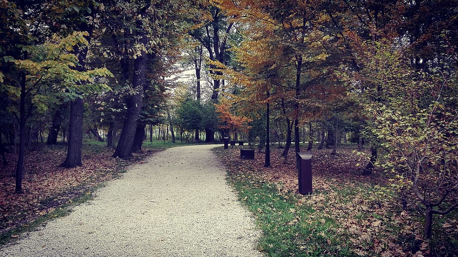 autumn, leaf, forest, tree, plant, change, the way forward HD wallpaper
