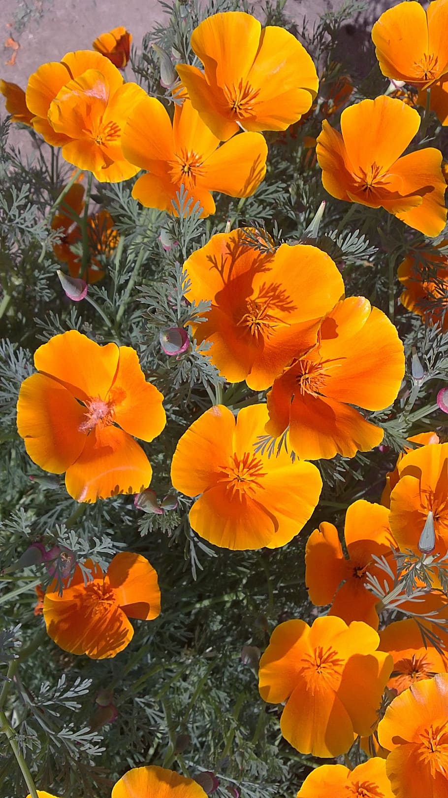 orange, flowers, nature, bloom, garden, sunny, summer, flowering plant HD wallpaper