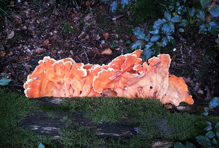 tree fungus, sponge mushroom, coral fungus, unusual, rarely, HD wallpaper