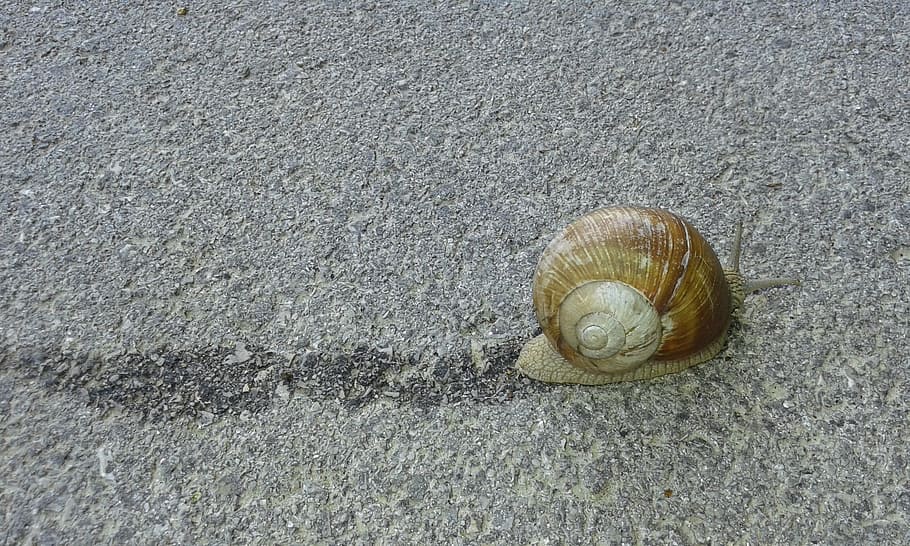 snail, animal, nature, shell, slimy, slime, brown, animal wildlife HD wallpaper