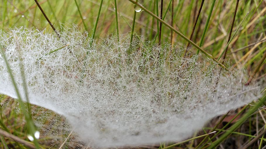 web, dew, wet, morning, water drops, grass, plant, growth, nature HD wallpaper