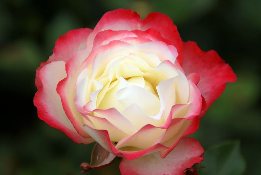 shallow focus white and red flower, rose, roses, flora, nature HD wallpaper