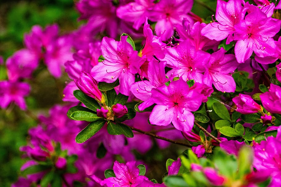 azalea, flower, spring, garden, flowering plant, beauty in nature HD wallpaper