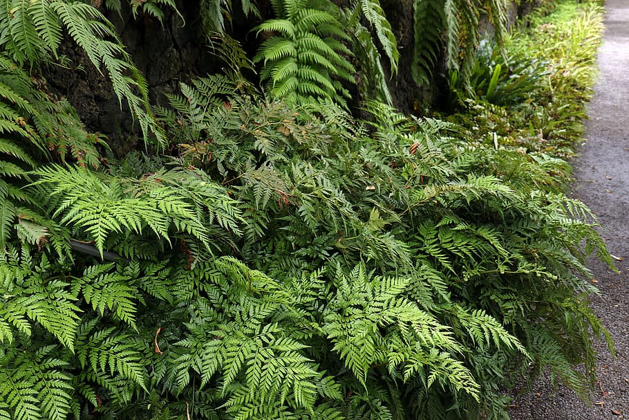 ferns, foliage, leaf, nature, plant forest, shadow, garden HD wallpaper