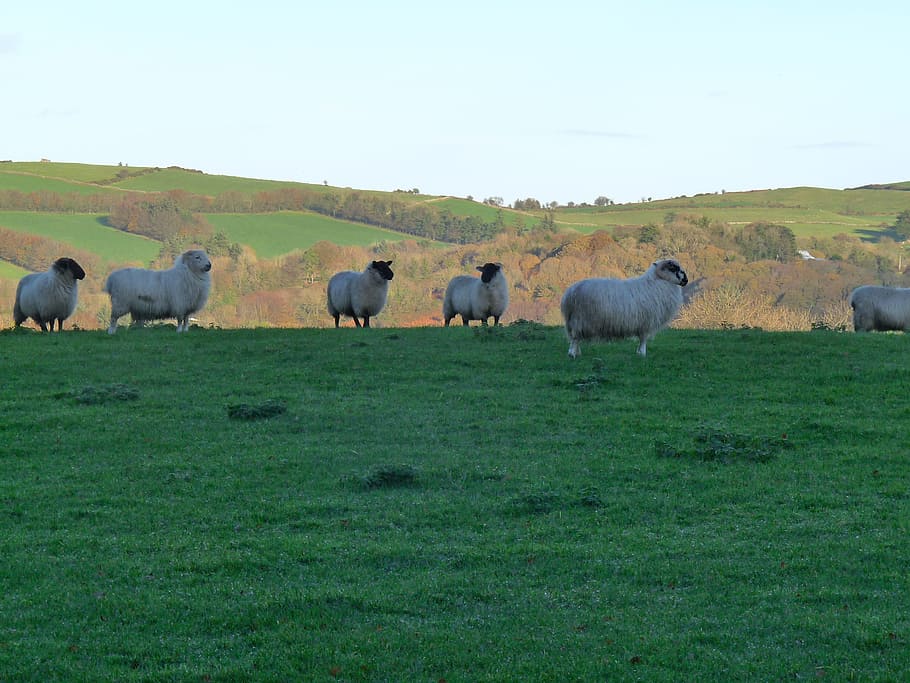 sheep, ireland, nature, mammal, animal, group of animals, animal themes HD wallpaper