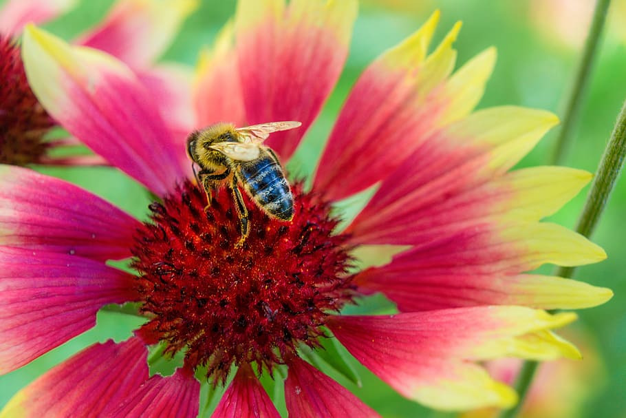 bee, insect, macro, close, blossom, bloom, flower, flowering plant HD wallpaper