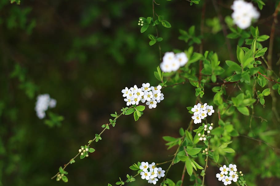 spirea, arburste, shrubs, plant, garden, white flowers, nature HD wallpaper