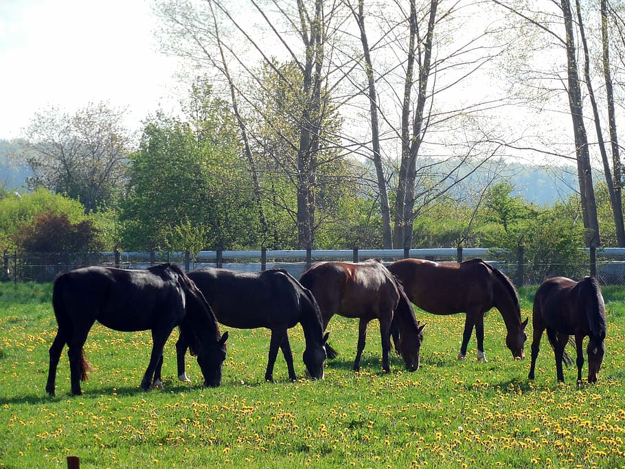 horses, paddock, coupling, pasture, animal, mane, horse head HD wallpaper