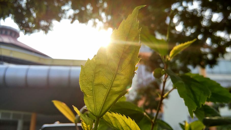 shinning light with green leaf sprout, close up photography of obovate leaf HD wallpaper