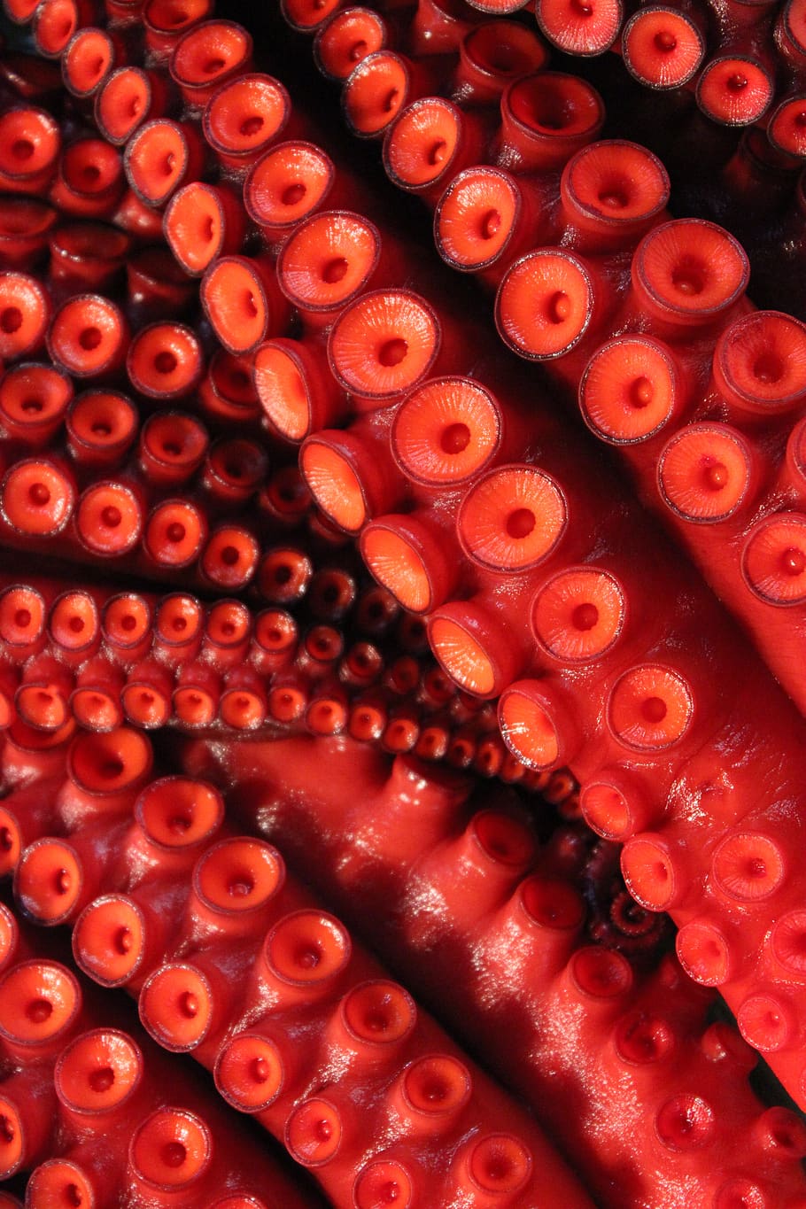 octopus, tentacles, sucker, seafood, squid, fish, animal, cuisine HD wallpaper