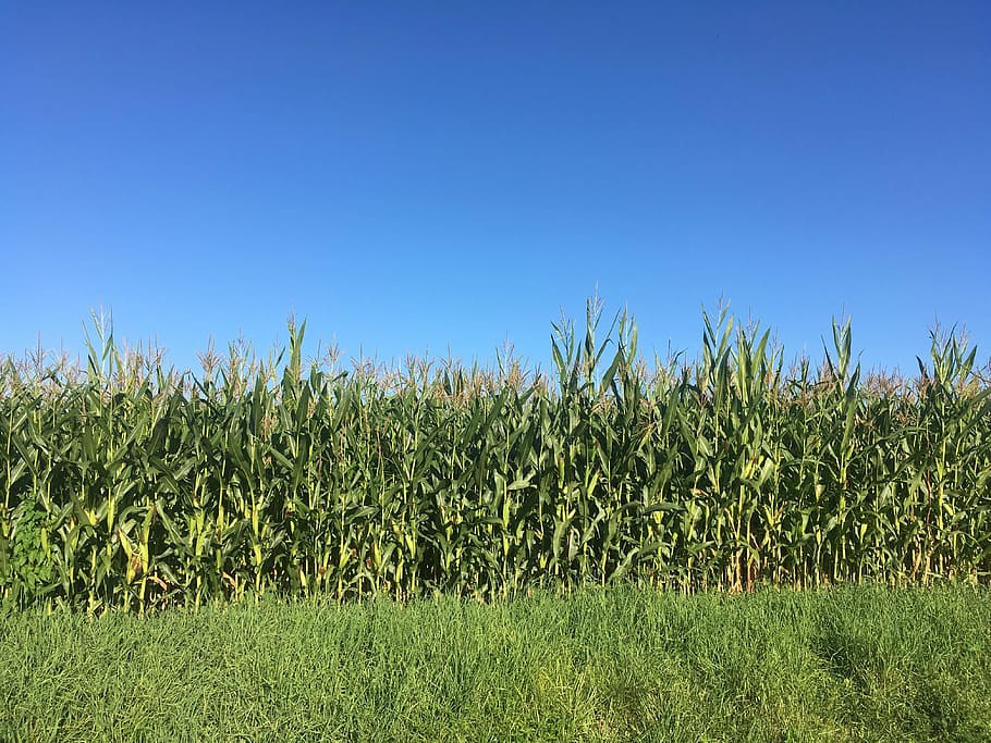 corn field photo, blue, heaven, agriculture, background, crop HD wallpaper