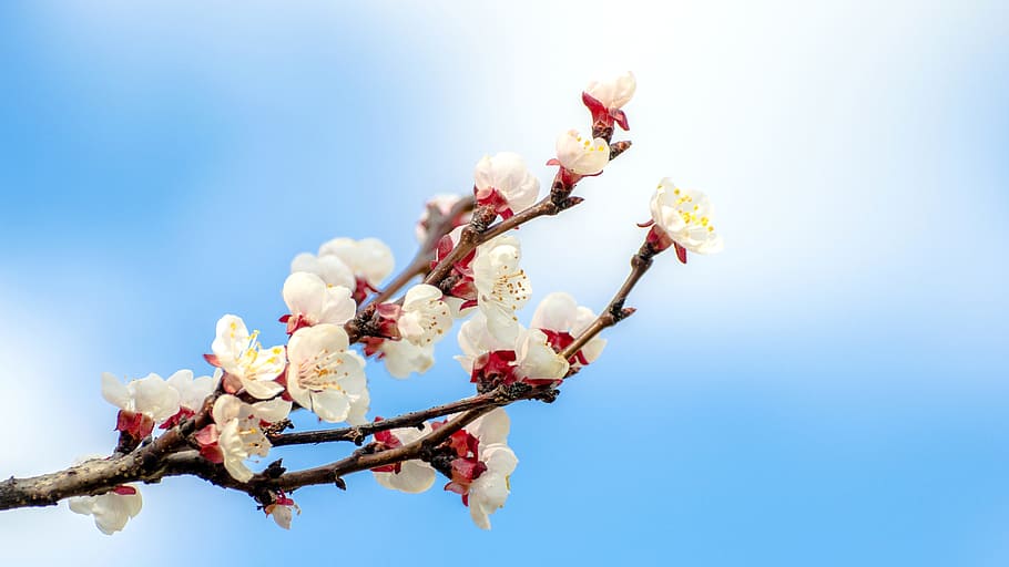 white and red petaled flower, apricot, tree, branch, spring HD wallpaper