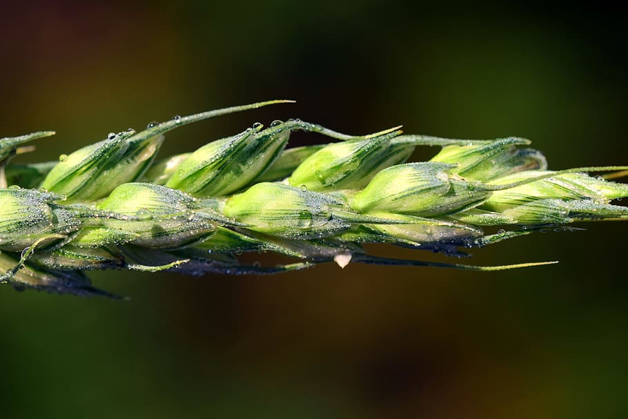 Ear, Wheat, Cereals, Grain, Close, agriculture, summer, nature HD wallpaper