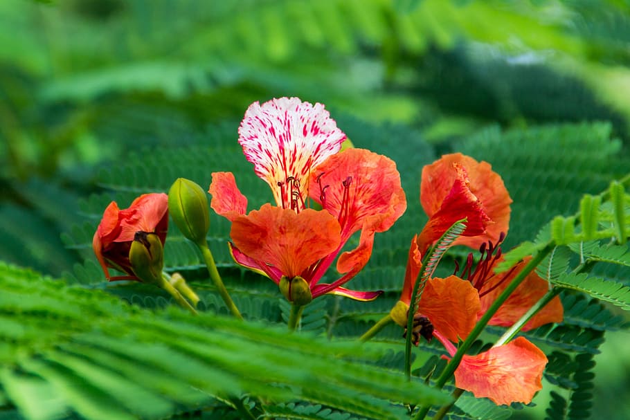 flower, green, nature, leaf, blossom, color, natural, bright HD wallpaper