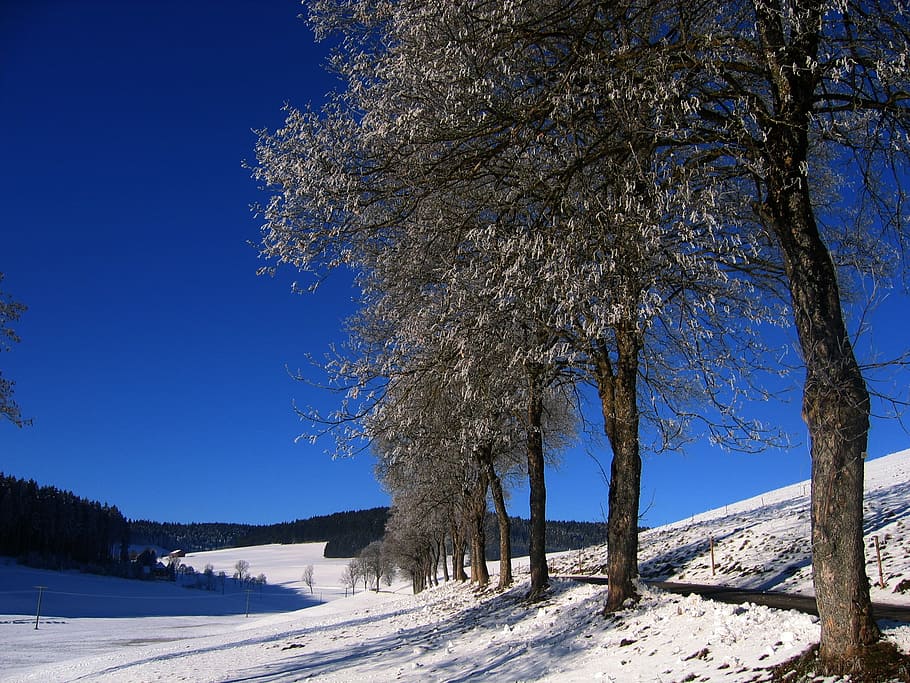 Ice, Hoarfrost, Cold, Snow, Winter, meadow, fence, tree, trees HD wallpaper