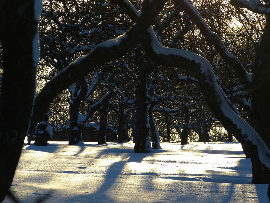 Snow, Traces, Winter, Wintry, Tree, trees, winter mood, cold temperature HD wallpaper