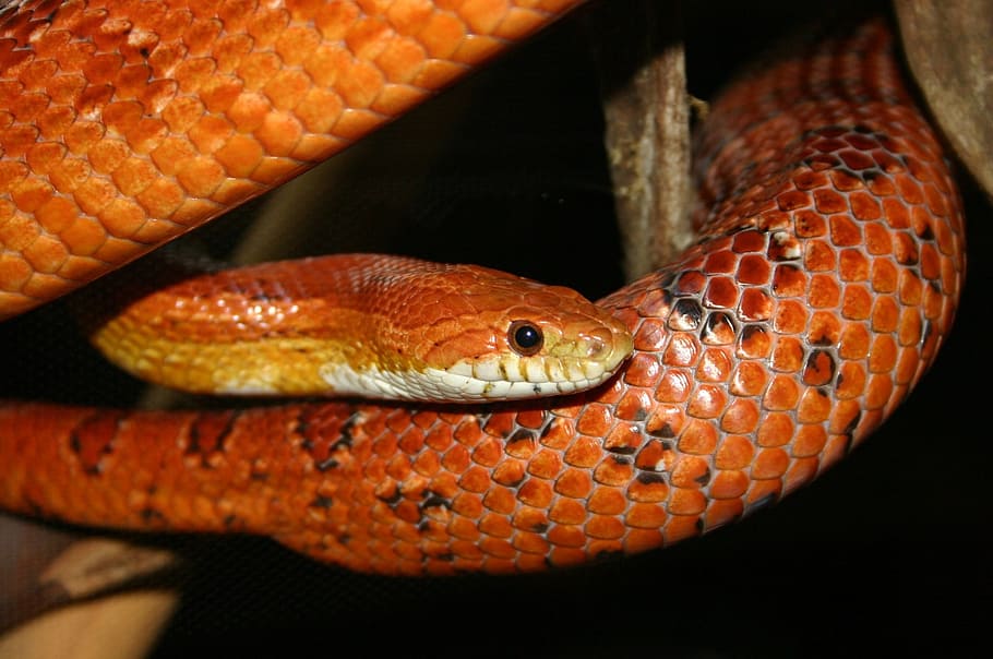 wildlife photography of red and brown python, orange, corn, snake