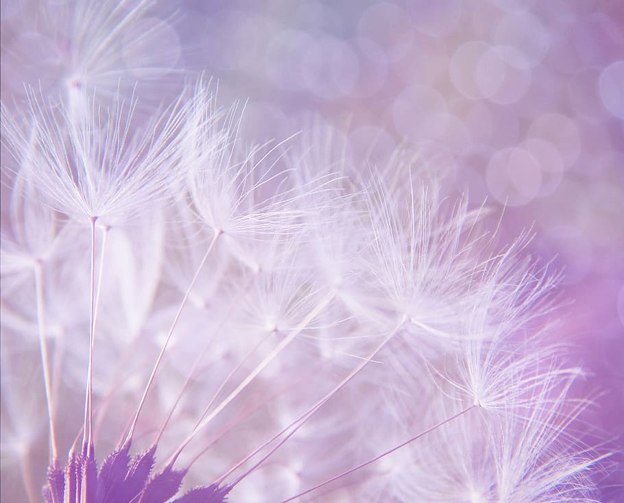 close up photo of dandelions, abstract, purple, background, bokeh, HD wallpaper