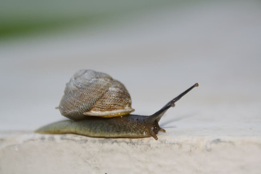 snail, slow, moving, shell, slimy, invertebrate, gastropod HD wallpaper