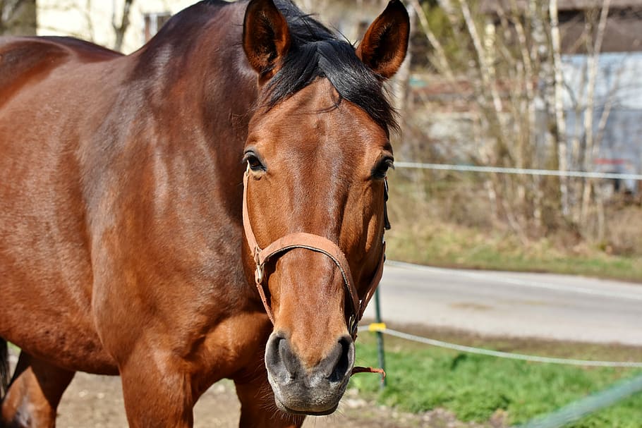 brown horse in selective focus photography, stallion, horse head